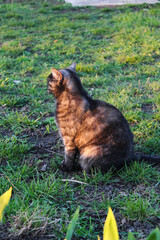 A cat sitting in the grass, bathed in sunlight
