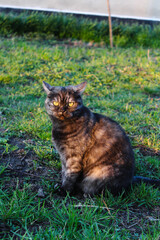Obraz premium A beautiful cat sitting in the grass