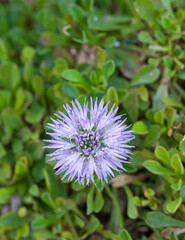 Beautiful close-up of globularia cordifolia