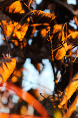 Autumn Leaves in Golden Light