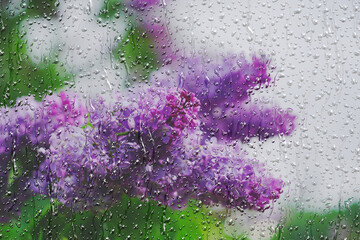 Water droplets- streaks and raindrops on the glass