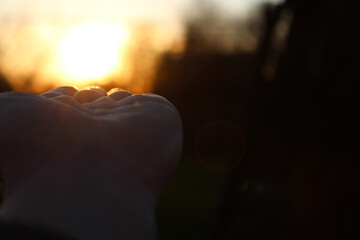 Hand reaching for the sun during golden hour