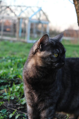 A stunning tortoiseshell cat in the garden, captured in a realistic style.