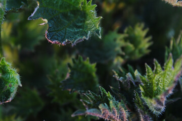 Close-up of a Stinging Nettle Plant