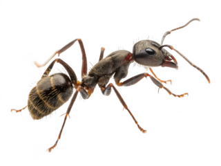 A detailed ant close up view isolated on transparent background