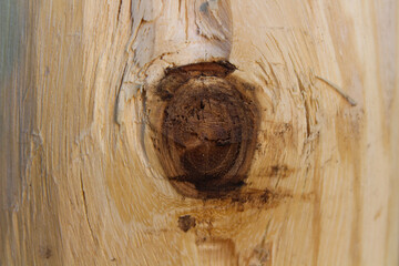 Close-up of a Wooden Knot