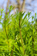 Close-up of Cleavers Plants in a Field