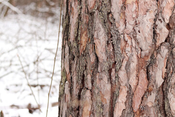 Obraz premium Close-up of pine tree bark, tree in forest in winter. Tree for natural background. Details. Focus on pine tree trunk with blurred background. Winter in forest