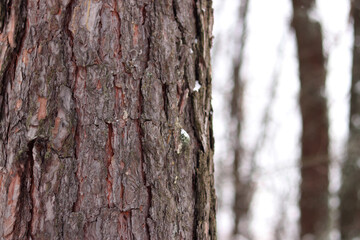 Close-up of pine tree bark, tree in forest in winter. Tree for natural background. Details. Focus on pine tree trunk with blurred background. Winter in forest