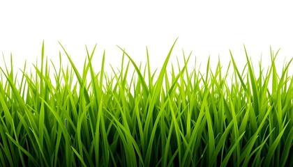 Fototapeta premium Vibrant Fresh Green Grass Isolated on White Background – Lush Natural Vegetation