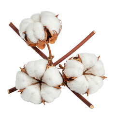 Three cotton bolls on brown branches isolated on transparent background