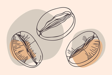 hand drawn vector illustration of coffee beans