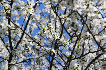 branches of a tree against blue sky