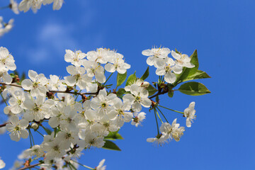 white cherry blossom