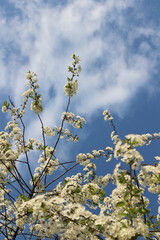 Cherry Blossoms Blooming Against a Cloudy Sky