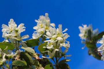 white flowers on blue sky