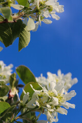 Close-up of delicate white blossoms against a vibrant blue sky.