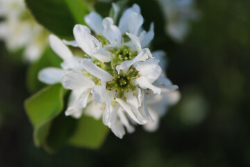 Close-up of White Blossoms in Sunlight