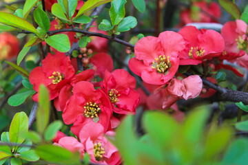 Close-up of vibrant red flowering quince blossoms in a garden
