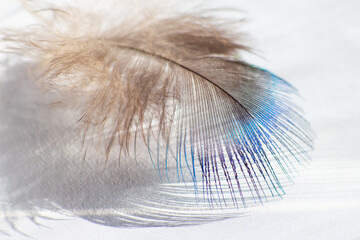 color bird feather lying on the white paper