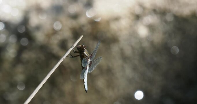 (Libellula depressa) A Broad-bodied chaser feeding on an insect, perched on a stem 
