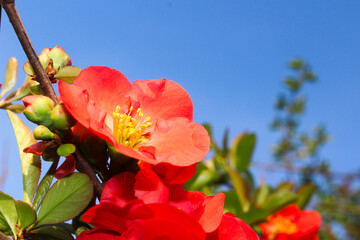 Flowering Quince Blossoms Under a Clear Blue Sky