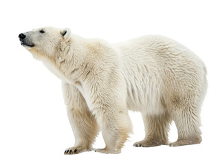 A polar bear standing alone isolated on transparent background