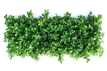 Obraz premium Lush green hedge against white background highlighting vibrant foliage and dense growth