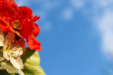 Red and White Blossoms Against a Bright Blue Sky