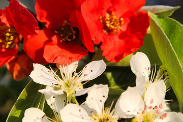 Close-up of vibrant red and white flowering quince blossoms in spring