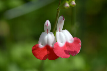 チェリーセージ