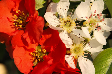 Close-up of Vibrant Red and White Spring Blossoms