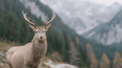 Obraz premium Majestic deer with large antlers in snowy mountain landscape. Wild animal in natural habitat. Wildlife photography concept for nature conservation and animal protection