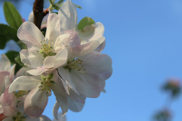 Close-up of Apple Blossoms in Sunlight