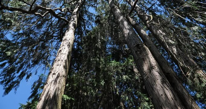 Chamaecyparis lawsoniana, known as Port Orford cedar[2] or Lawson's cypress