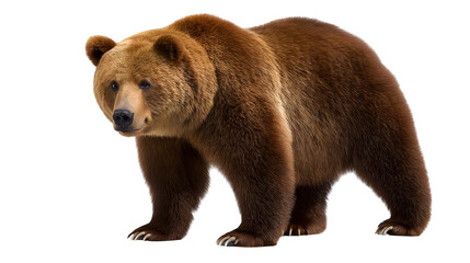 Standing grizzly bear with claws visible, realistic fur and shadows, isolated on white background