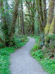   Path leads through Quinault Rainforest.