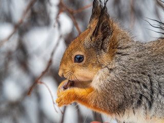 The squirrel with nut sits on tree in the winter or late autumn