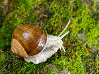Macro Shot of a Roman Snail on Mossy Ground in the Forest