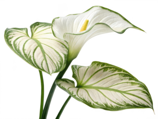 Calla lily with green edge isolated on transparent background