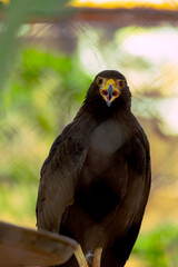 Aguila con el pico abierto