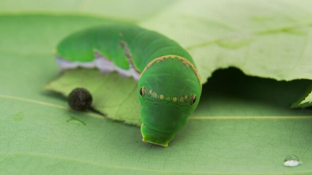 Macro close up of green caterpillar on a leaf eating and resting
