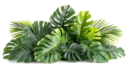 Fototapeta premium Lush tropical leaves arranged against a white background.