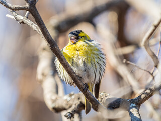 Eurasian siskin male, latin name spinus spinus, sitting on branch of tree. Cute little yellow songbird.