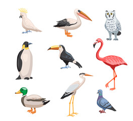 Set of different birds. Stickers with wild, exotic and urban birds. Portrait of parrot, penguin, dove, owl, flamingo, toucan and duck. Cartoon vector illustration collection isolated on background