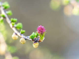 Larch tree fresh pink cones blossom at spring on nature background