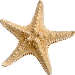 Majestic Starfish Beauty