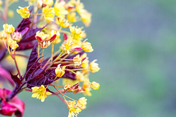 Vivid close-up of yellow flowers against a softly blurred green background
