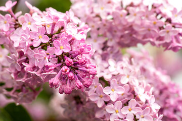Close-up of vibrant lilac flowers showcasing delicate textures and soft pastel colors