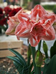 Hippeastrum is a genus of flowering plants. The variegated color of the flower conveys lightness. A...